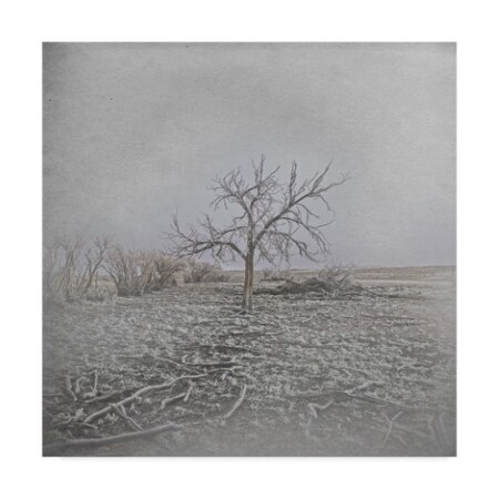 Trademark Fine Art Amanda Smith 'Barren' Canvas Art, 14x14 ALI37875-C1414GG